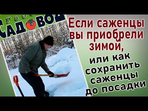 Если саженцы вы приобрели зимой, или как сохранить саженцы до посадки