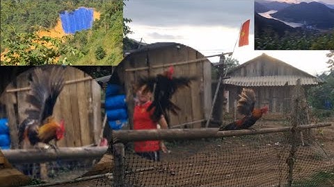 Huấn luyện gà rừng cái kết khi gà rừng đi tiến người thân lên đường sang thế giới bên kia.qaib qus