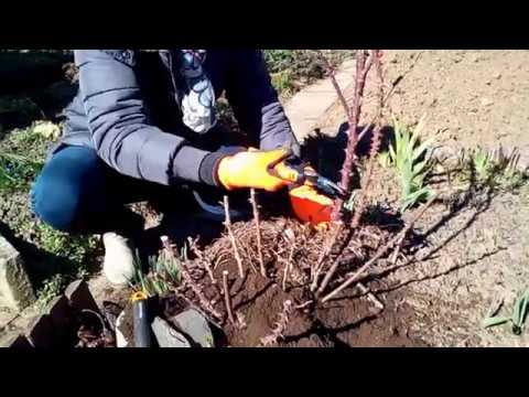 Video: Jak řezat Růži Z řepy