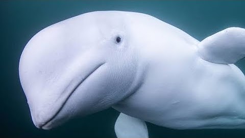 Pizza Simulator (Part 3)