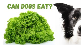 Can Dogs Eat Lettuce? Safe Greens, Health Benefits & Risks for Your Pup