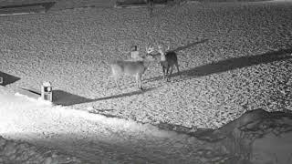 Playful Bucks! by Brownville's Food Pantry For Deer 16,995 views 1 year ago 1 minute, 13 seconds