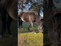 It’s really beautiful picture. Mountains and horses 🏔☀️