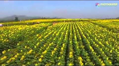 Cánh Đồng Hoa Hướng Dương tháng 11-2015
