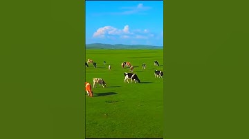 القارئ: عمر الدريويز 🍃  أرح سمعك 🥀حالات واتس آب ♻️https://t.me/halat1000 #قرآن #المصحف #قران_كريم