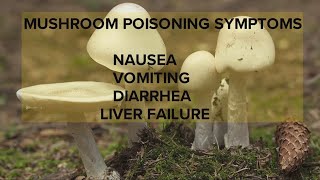 Deadly mushroom poisonings on the rise: Northeast Ohio doctor, patient offer advice