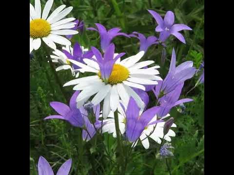 Колокольчик+ромашка #Shorts - YouTube