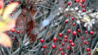 In-Line Muzzle Loader DEER HUNTING 2014