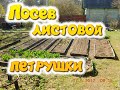 Посев листовой петрушки. Сухими семенами.