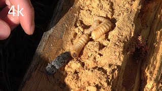 Eastern Eyed Click Bug and Wood-Boring Larvae (4K) - Episode 11 Catching An Eastern Eyed Click Beetle