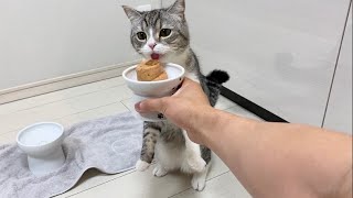 猫が初めてのチュールタワーに興奮しすぎてこうなったwww