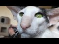 Reality Honks: There are cats and then there are Oriental Shorthairs! の動画、YouTube動画。