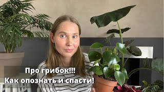 видео: Грибок на растениях. Чем вызван грибок? Как распознать грибок? Как и чем лечить грибок на растении? картинка: Грибок на растениях. Чем вызван грибок? Как распознать грибок? Как и чем лечить грибок на растении?