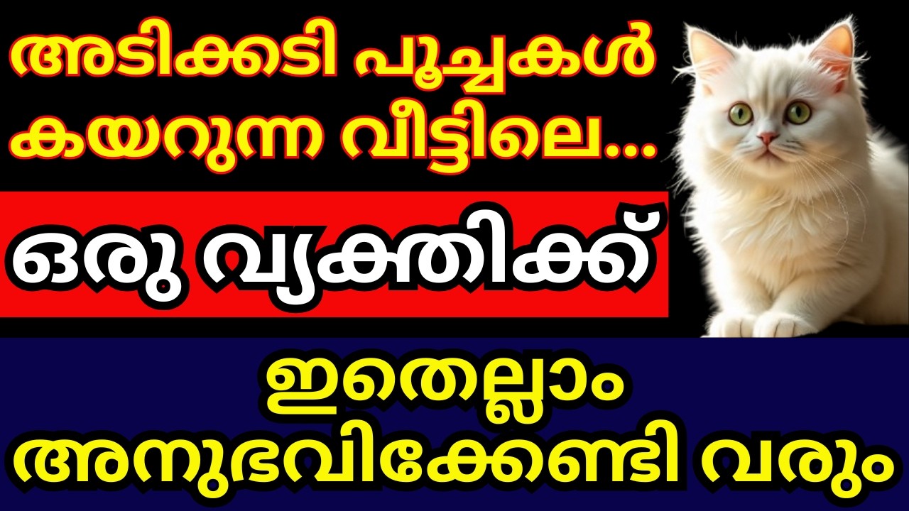 അടിക്കടി പൂച്ചകൾ കയറുന്ന വീട്ടിൽ, തീർച്ചയായും ഇങ്ങനെ ഒരു വ്യക്തി ഉണ്ടായിരിക്കും #viral