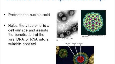 BI280 Chapter 6 An Introduction to Viruses - Part 1 of 2