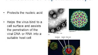 BI280 Chapter 6 An Introduction to Viruses - Part 1 of 2
