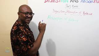 Digestion and Absorption of Proteins