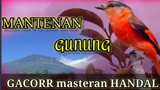 MANTENAN GUNUNG GACOR || MASTERAN GEMERICIK AIR