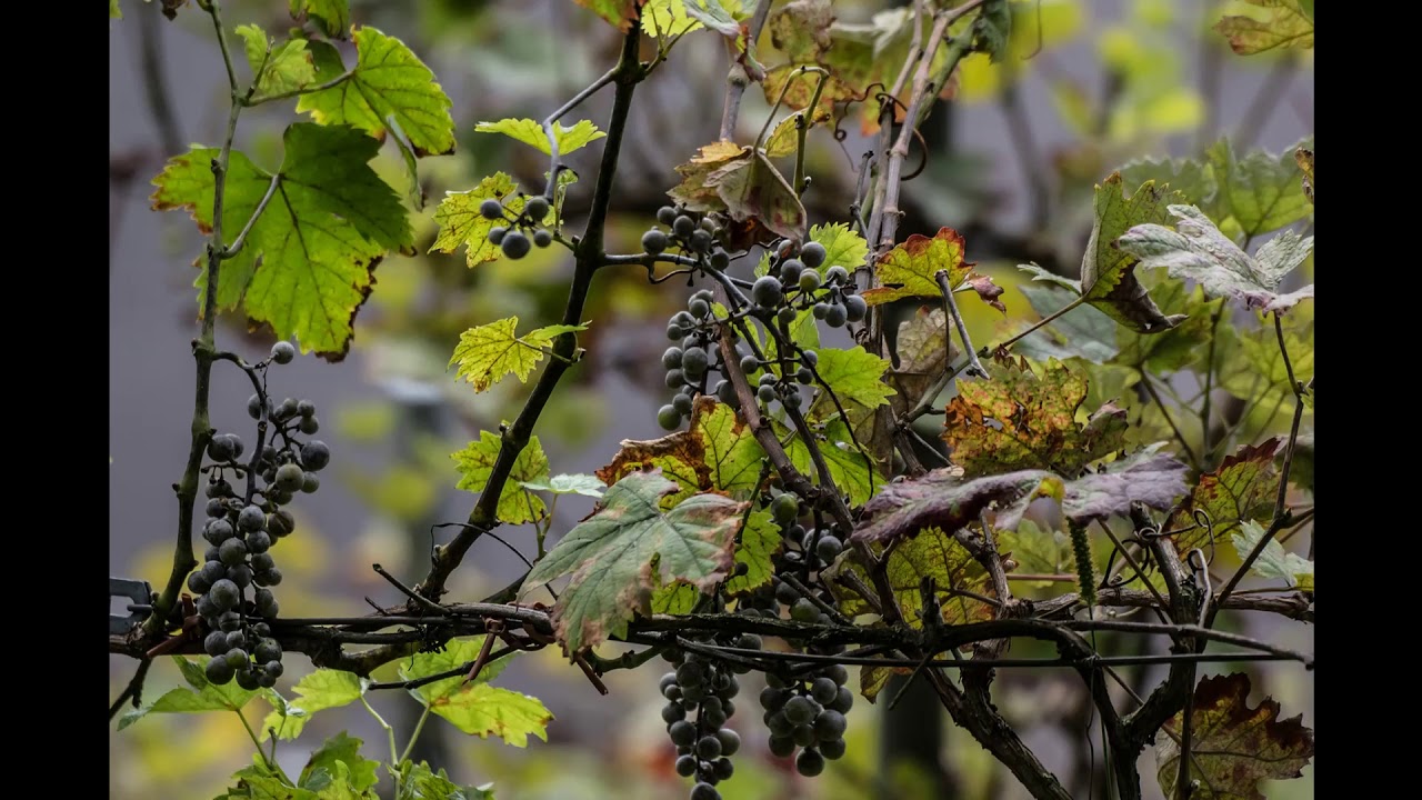 Viisikielinen 130 Pidä minusta kiinni