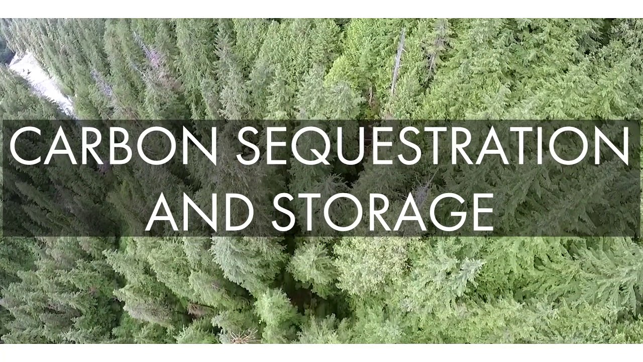 Chapter 4.4 - Sustainable Forest Management