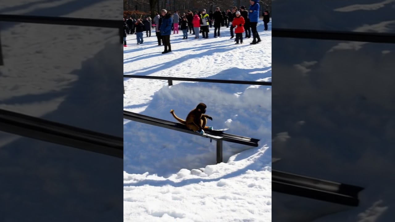 steezy cork sev in the park monkey