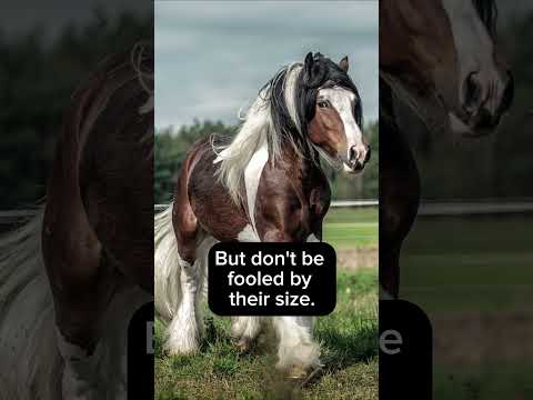 Video: Hvor bor clydesdale-hester?