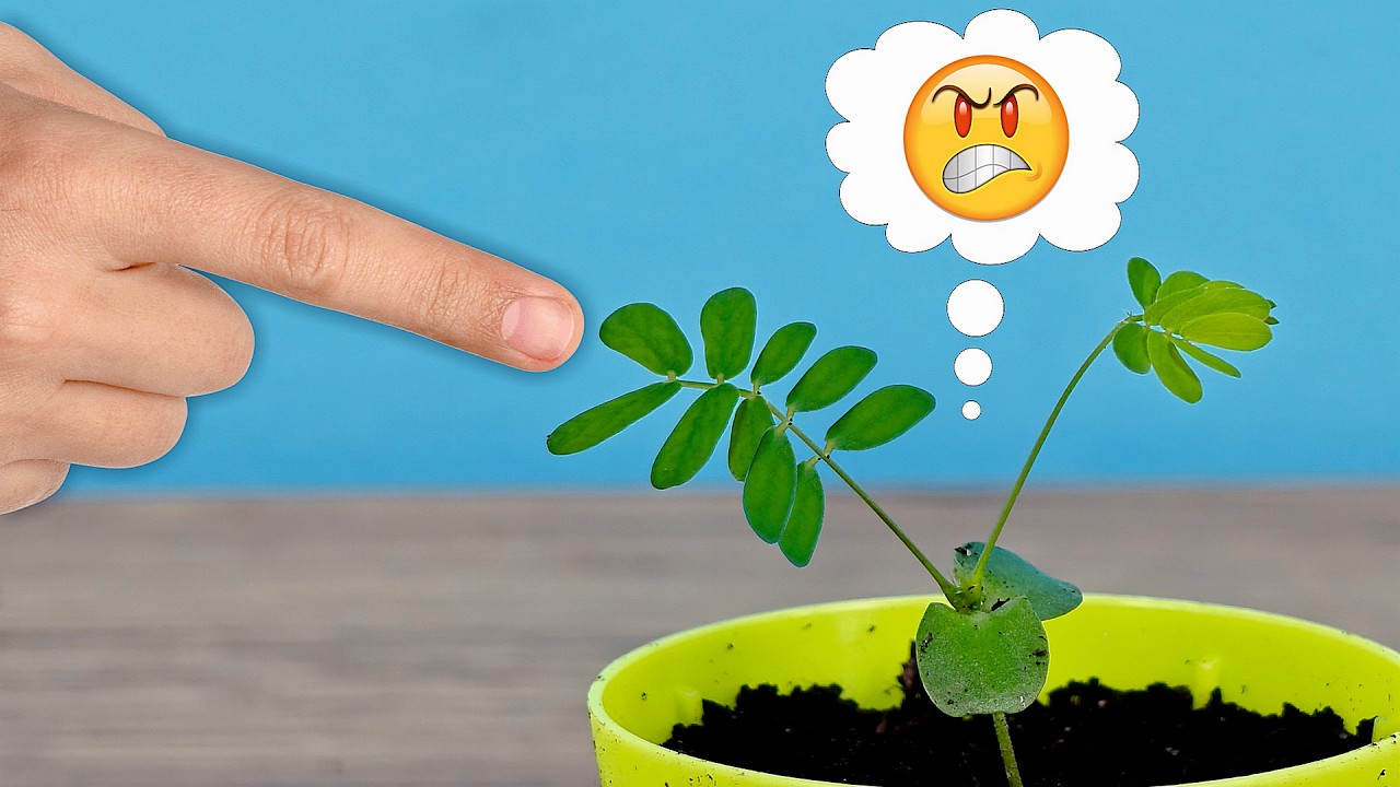 Я вырастил Растение, которое реагирует на Палец! ☝️