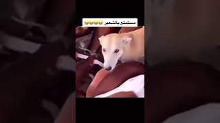 هههههه اضحك مع توماس?بتمنى تعمل لايك واشتراك?