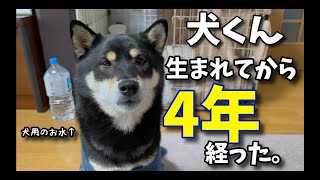 犬、無事歳を迎える【黒柴こしあん】#柴犬 #shibainu