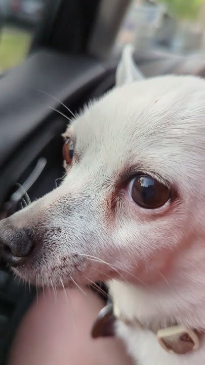 chewb-goes-to-get-teeth-cleaned-youtube