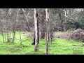Park goers spot what they think is a tasmanian tiger 