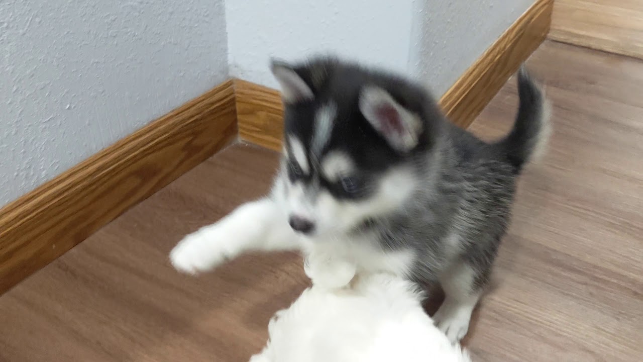 Maltese Pomsky Puppies Playing