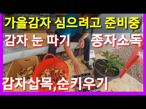 가을감자 심을준비 합니다,홍감자 자주감자 빨간감자 감자눈자르기 자색감자 붉은감자 감자가격 소독약 살균제 소독제 귀농 귀촌 농사 농업 농부 텃밭 주말농장