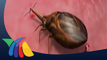 ¿Cuál es el riesgo de contraer la enfermedad de Chagas en EE.UU.?