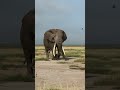 A rare encounter with an elephant bull on musthshorts safari travel travelling