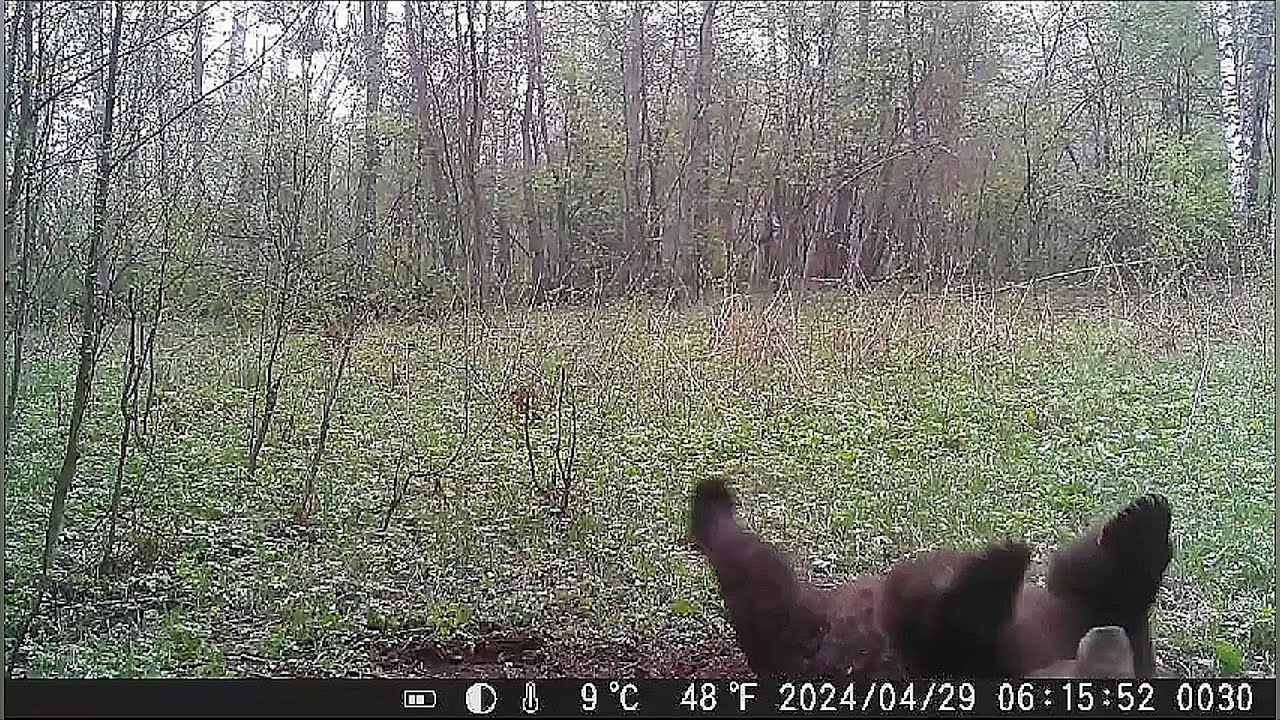 Camera trap in the forest.  Bear, Roe Deer, Badger, Boars, Moose.
