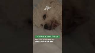번식견 캔디의 순탄치 않은 마지막 출산