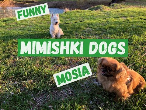 Mimishki Dogs /  мимишное видео наших любимцев / MOSIA & FUNNY  и их друзья.