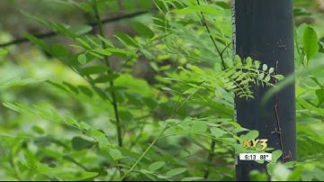 On Your Side: What to do about your neighbor’s overgrown yard