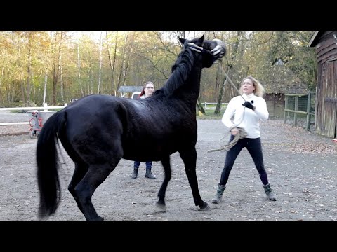 Video: Anfälle Bei Pferden - Behandlung Von Anfällen Bei Pferden