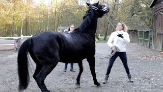 Unglaublich ignorantes Pferd  Wallach Gabon auf Hof Eicheneck Teil 2/2