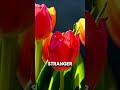 A Flower Once Crashed an Economy #funfact #shorts #information
