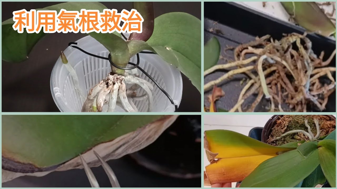 蝴蝶蘭爛根，爛莖，黃葉，爛葉，這樣救治，效果顯著，三個月的效果分享30/12/2024