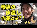 【リアル公開】養鶏の床直し作業とは？想像以上に大変でした…