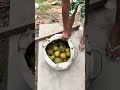 BACURI É BOM DEMAIS #bibitok