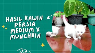 Hasil Perkawinan Persia Medium X Munchkin | Perkawinan Silang Kucing | Crossbreeding