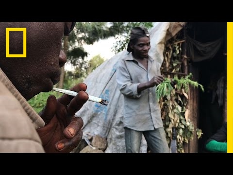 Risking Arrest, Pygmies Deal Weed to Survive in the Congo | National Geographic