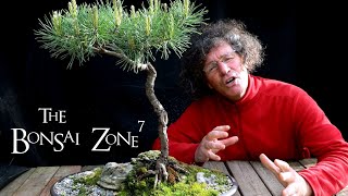 A Rainy Day for Styling Pine Bonsai, The Bonsai Zone, May 2020