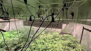 Mars Hydro TS3000 and Oneo day18