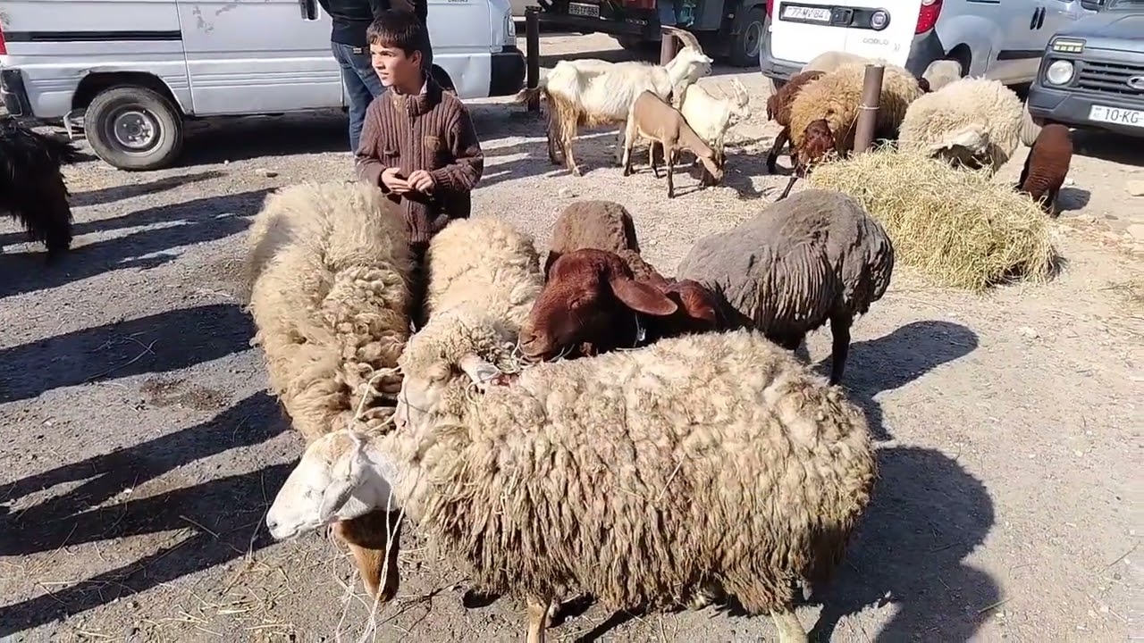 25.05.2025.MAŞTAĞA.QOYUN.KEÇİ.MAL.BAZARI.🇦🇿